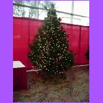 Tradition - Christmas Trees.jpg